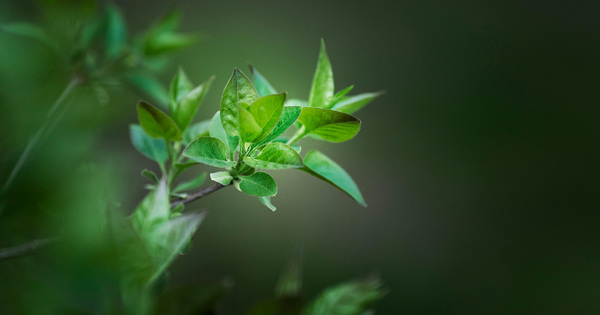 Hojas verdes con luz suave para un ambiente tranquilo